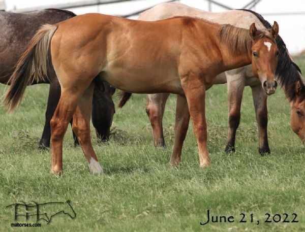 Smokie Dividends MA's 2021 Dun Colt